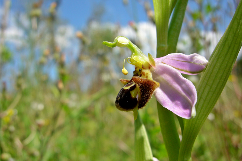 Orchidee del Chianti - Ophrys sphegodes e altre...